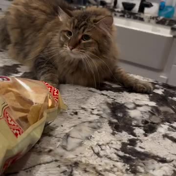 Unimpressed with the choice of clothing 😂