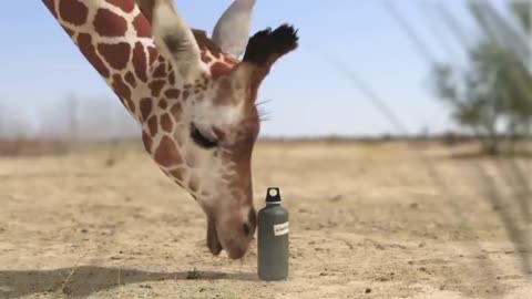 Elephant_vs_Giraffe_Water_Fight(480p).mp4