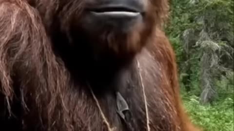 Bigfoot cooks for pregnant wife