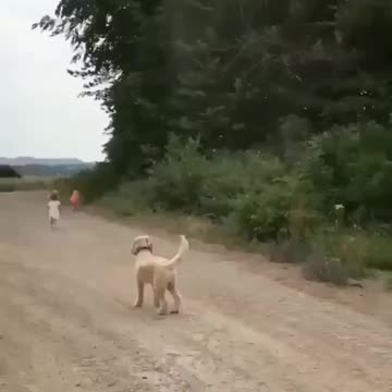 Brave puppy destroys a tornado and saves the planet..