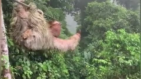 😂🌴 You Won't Believe This Sloth Encounter in the Rainforest! | FunFM