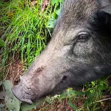 What animal is this? |Animal video