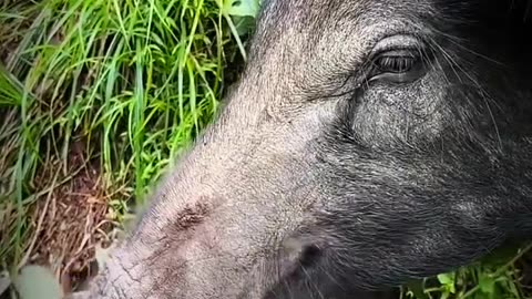 What animal is this? |Animal video