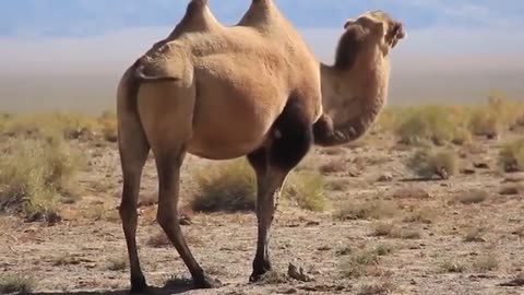 Everything You Know About Camels Is Wrong