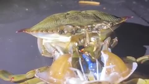 Unbelievable Transformation - You Won't Believe How a Crab Sheds Its Shell