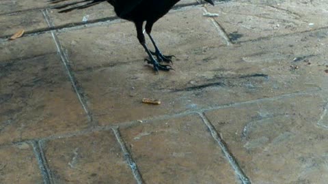 Hungry crow
