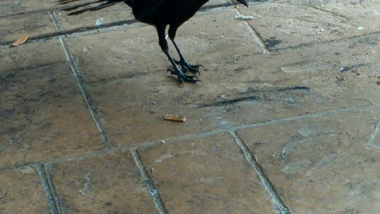 Hungry crow