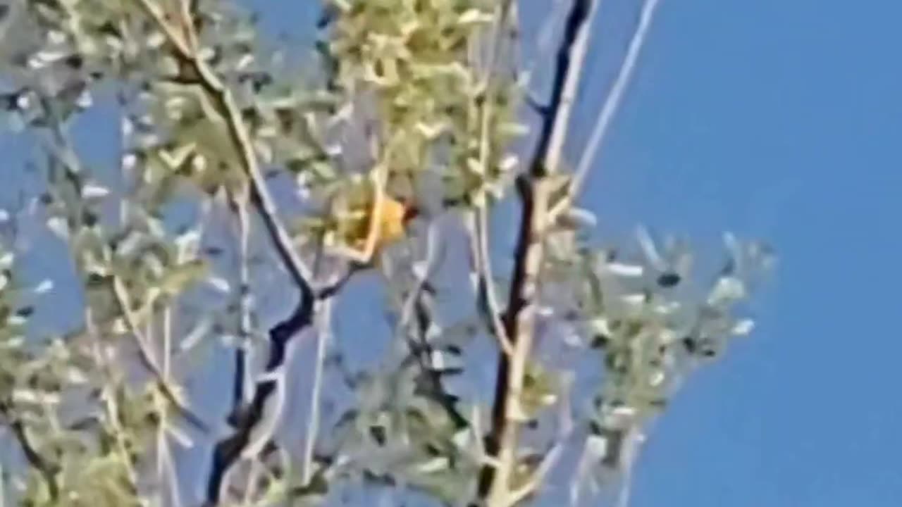 What type of Drone is this?!