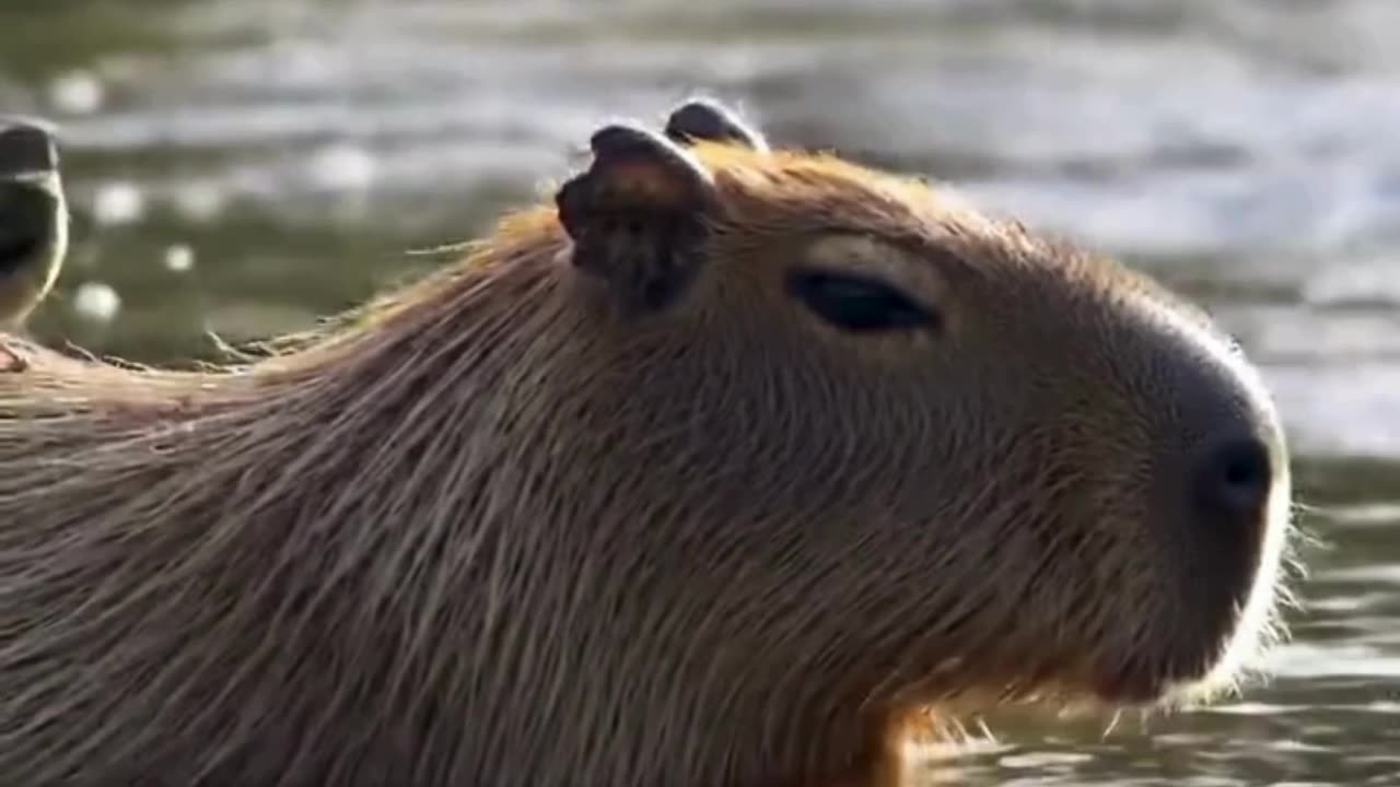 Capybara relaxing in a slow-moving river with birds on its back