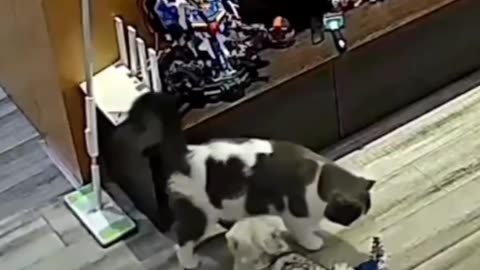 🦴 Adorable & Crazy Pet Antics! 😂 Try Not to Laugh!