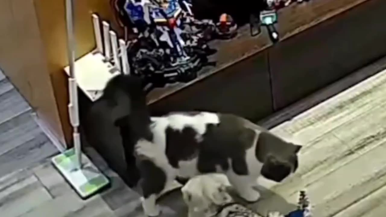 🦴 Adorable & Crazy Pet Antics! 😂 Try Not to Laugh!