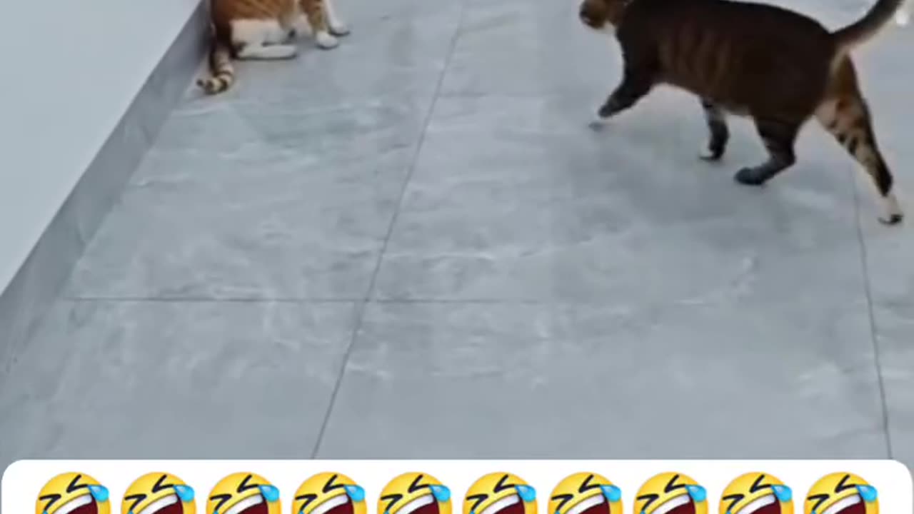 These Two Cats Are on Another Level of Funny
