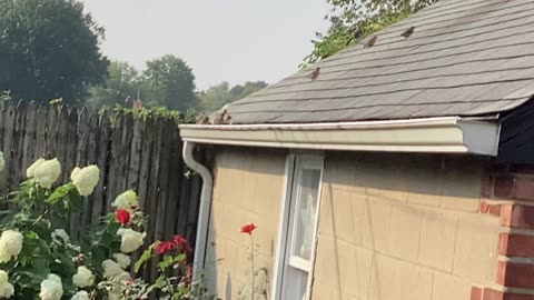 Mockingbird and sparrows