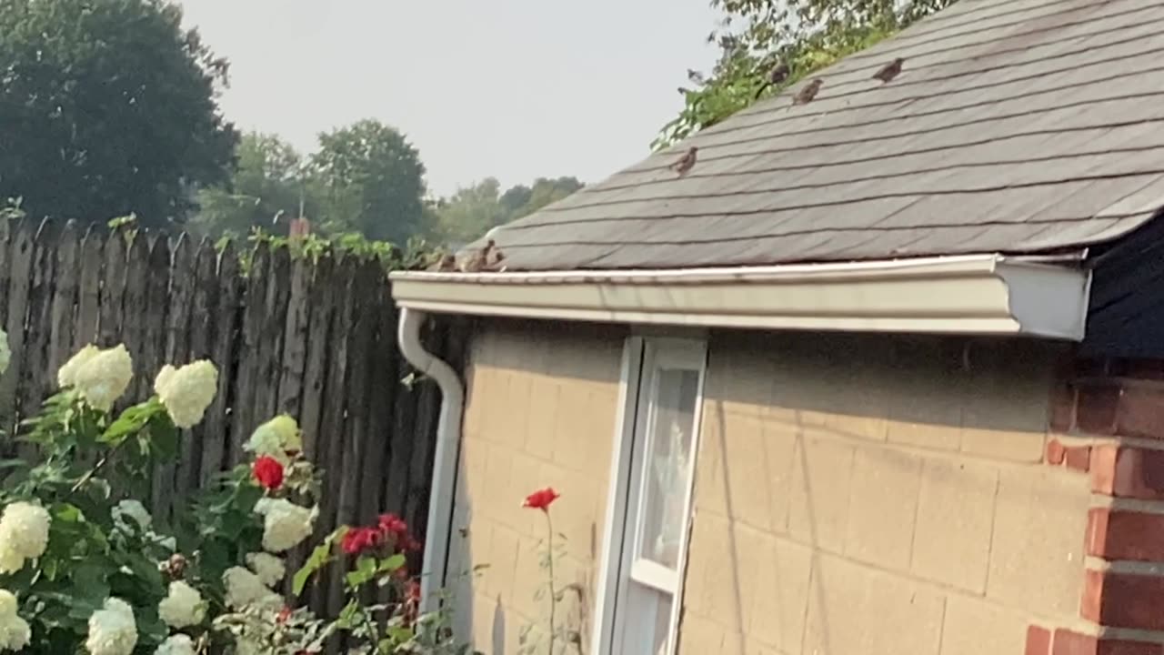 Mockingbird and sparrows