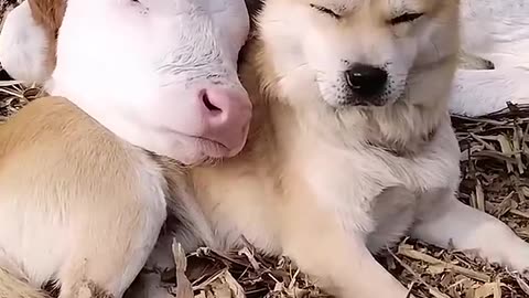 his is the sweetest thing I’ve ever seen!