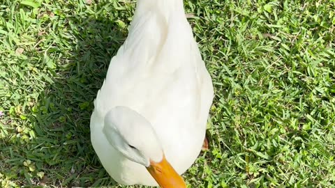 Son Plays With Sweet Pet Duck