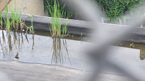 Sparrows taking a bath on a rooftop near some tall grass