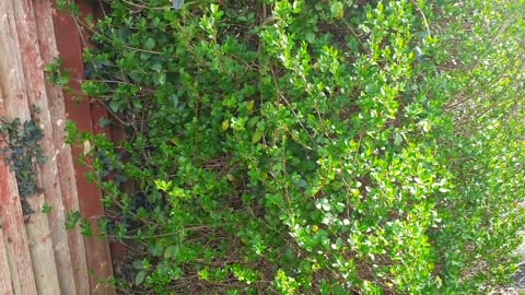 UK Ben Doxes Himself 30 May 25