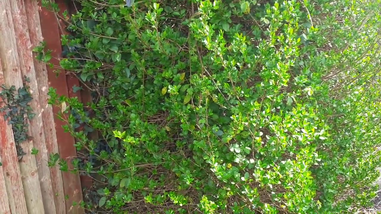 UK Ben Doxes Himself 30 May 25