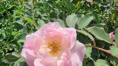 "Morden Blush Rose backed by Rutgers Tomato." -W.M.W.F.A.