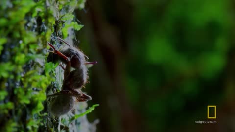 Breaking: 'Zombie' Parasite Cordyceps Fungus Takes Over Insects Through Mind Con