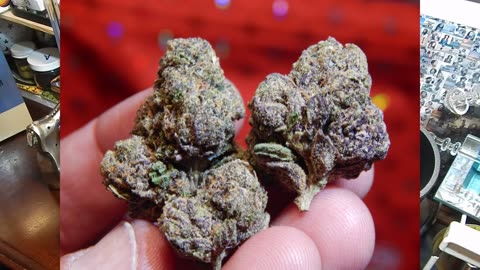 LIT Farms "GRAPE GAS" Supreme Legal THCA Flower Review
