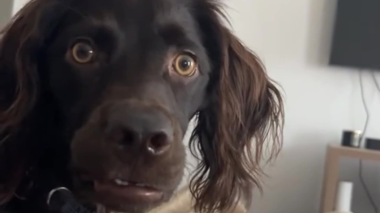 Even the dog was confused 😭😭🤣