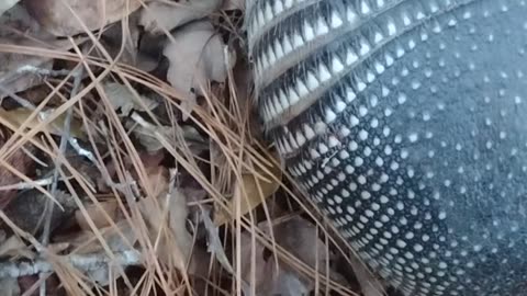 Armadillo caught slipping! Now he's buzzard meat 😆