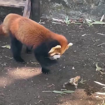 Red Panda fascinated by a passing frog