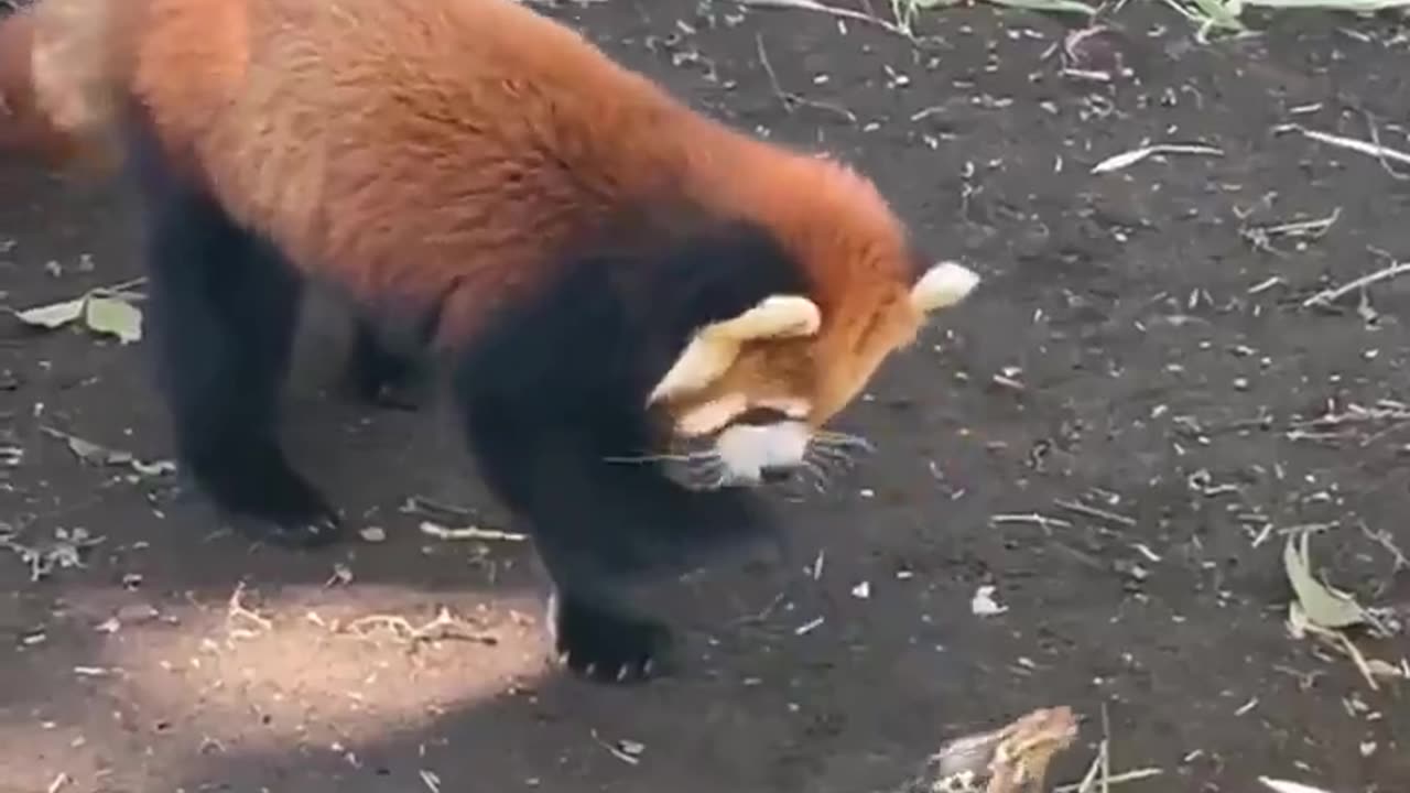 Red Panda fascinated by a passing frog