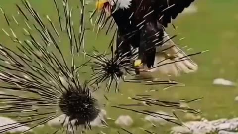 Great Fighter