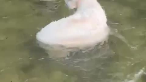 Swan lake Tchaikovsky