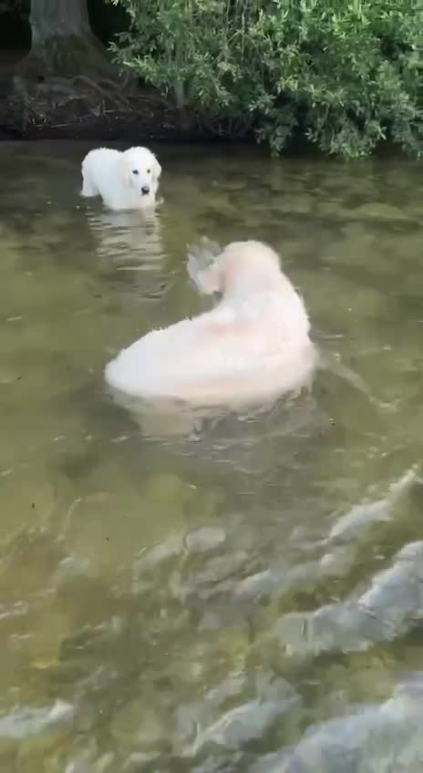 Swan lake Tchaikovsky