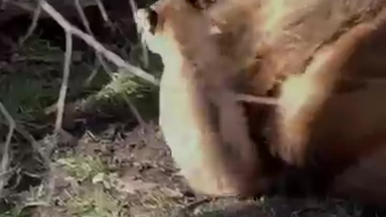 animals