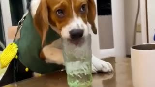These Beagles Dogs are so Cute 👂