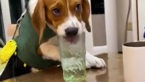 These Beagles Dogs are so Cute 👂