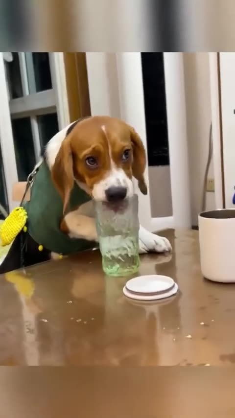 These Beagles Dogs are so Cute 👂