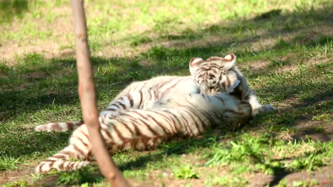 White tiger cubs playing in the grass