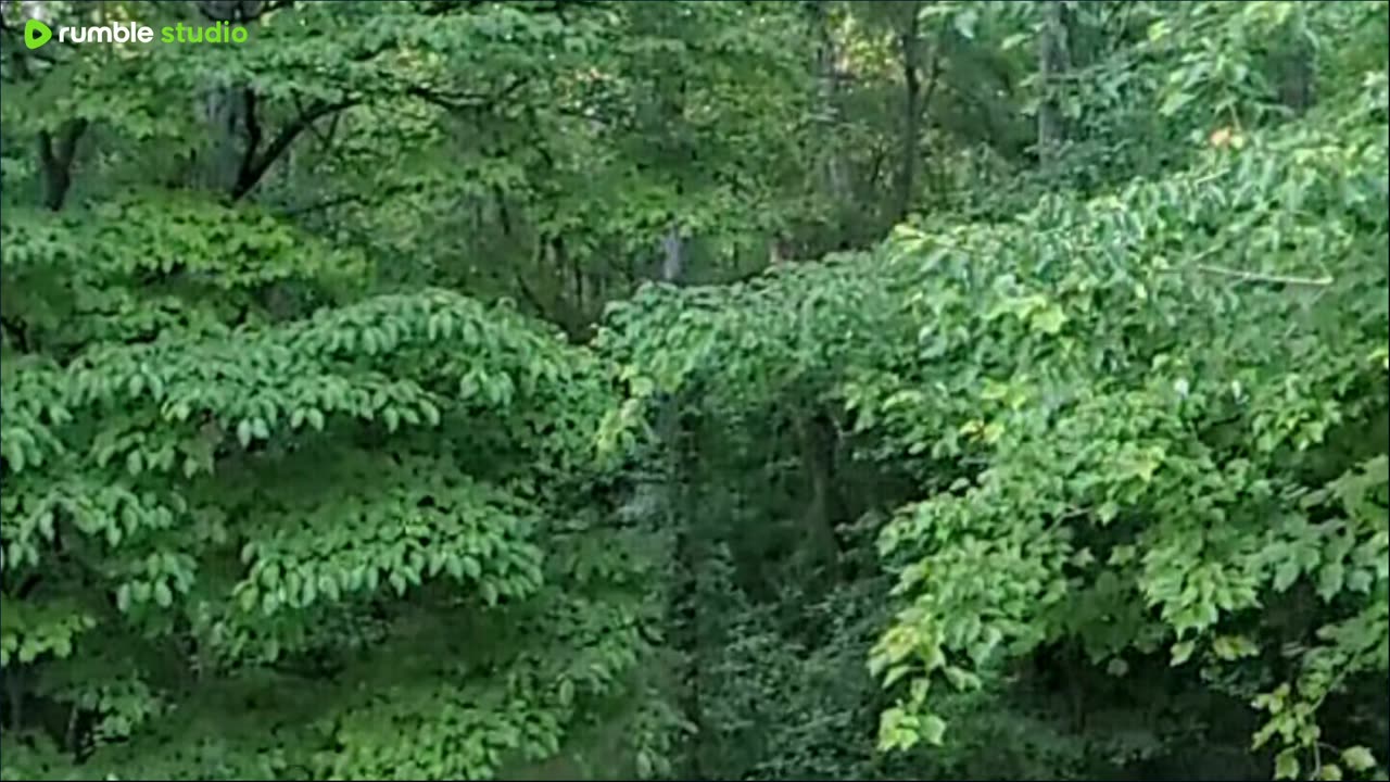 backwoods sounds