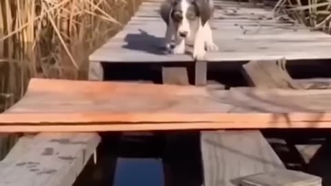 Funny animal videos