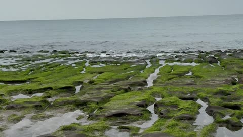 Old Plum Coast