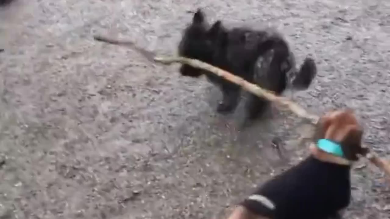 excuse me, coming through