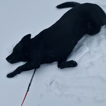 Our dog loves making snow angels!🤣 #shorts