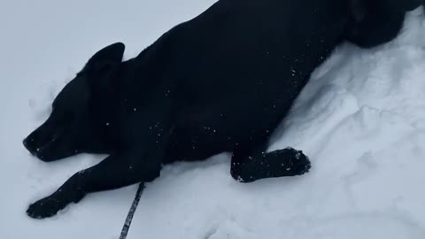 Our dog loves making snow angels!🤣 #shorts