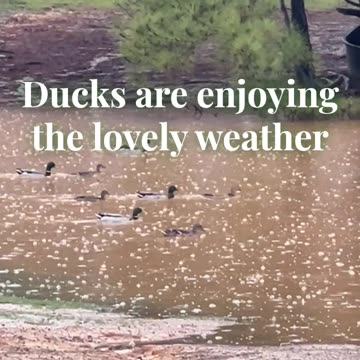 Ducks are enjoying the lovely weather