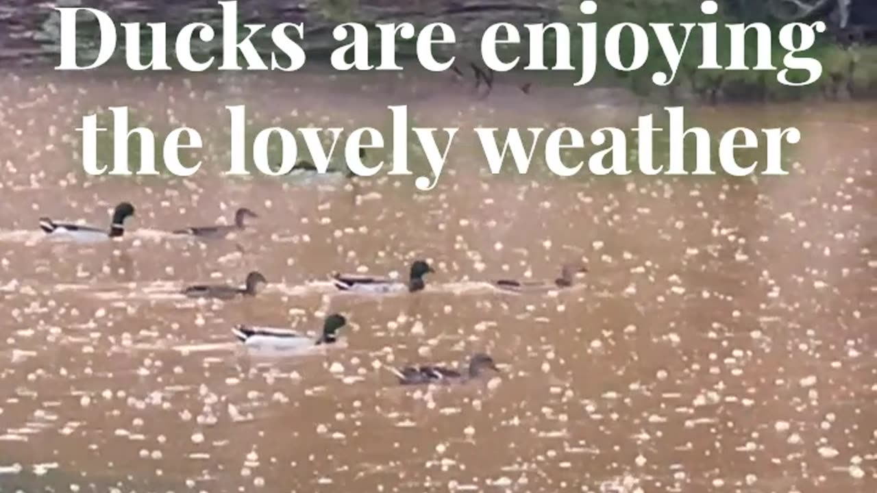 Ducks are enjoying the lovely weather