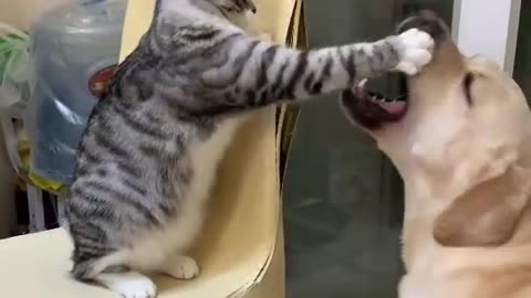 cute dogs