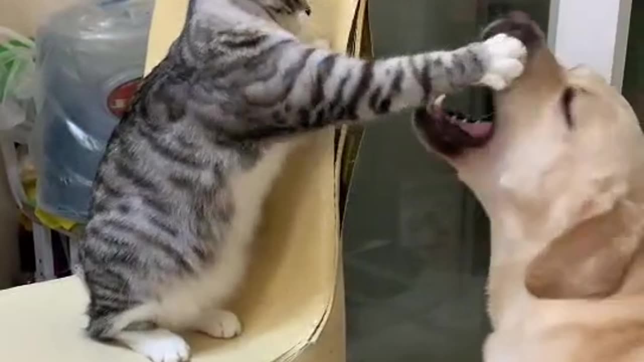 cute dogs