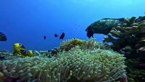 GoPro's Most Beautiful Underwater Moments