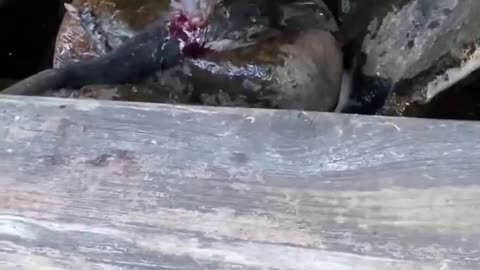 Savage Attack: MINK BRUTALLY KILLS GOOSE! 😱